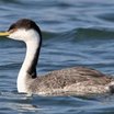 Western Grebe